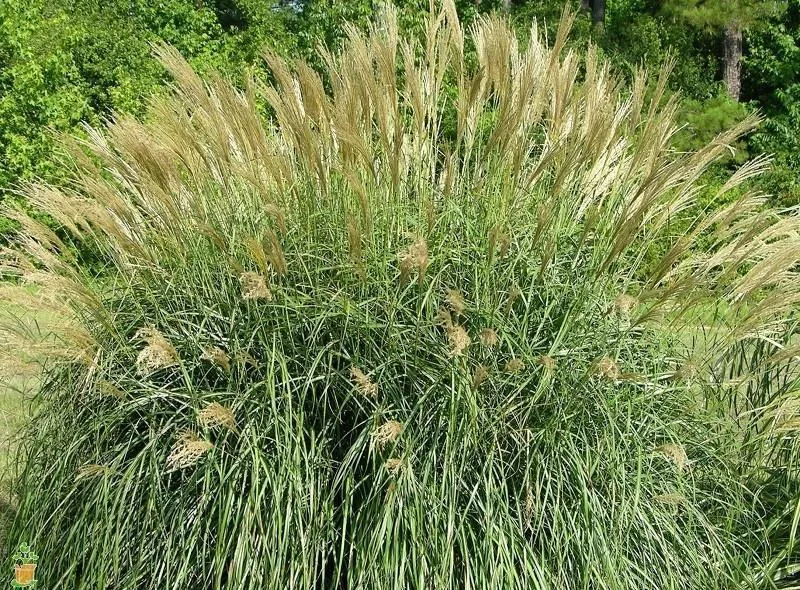 Adagio Miscanthus Maiden Grass