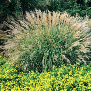 Adagio Miscanthus Maiden Grass