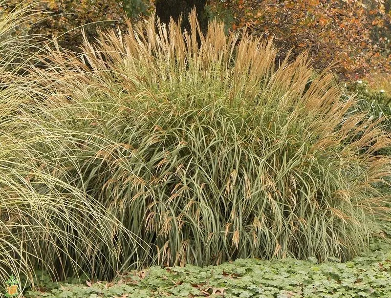 Adagio Miscanthus Maiden Grass