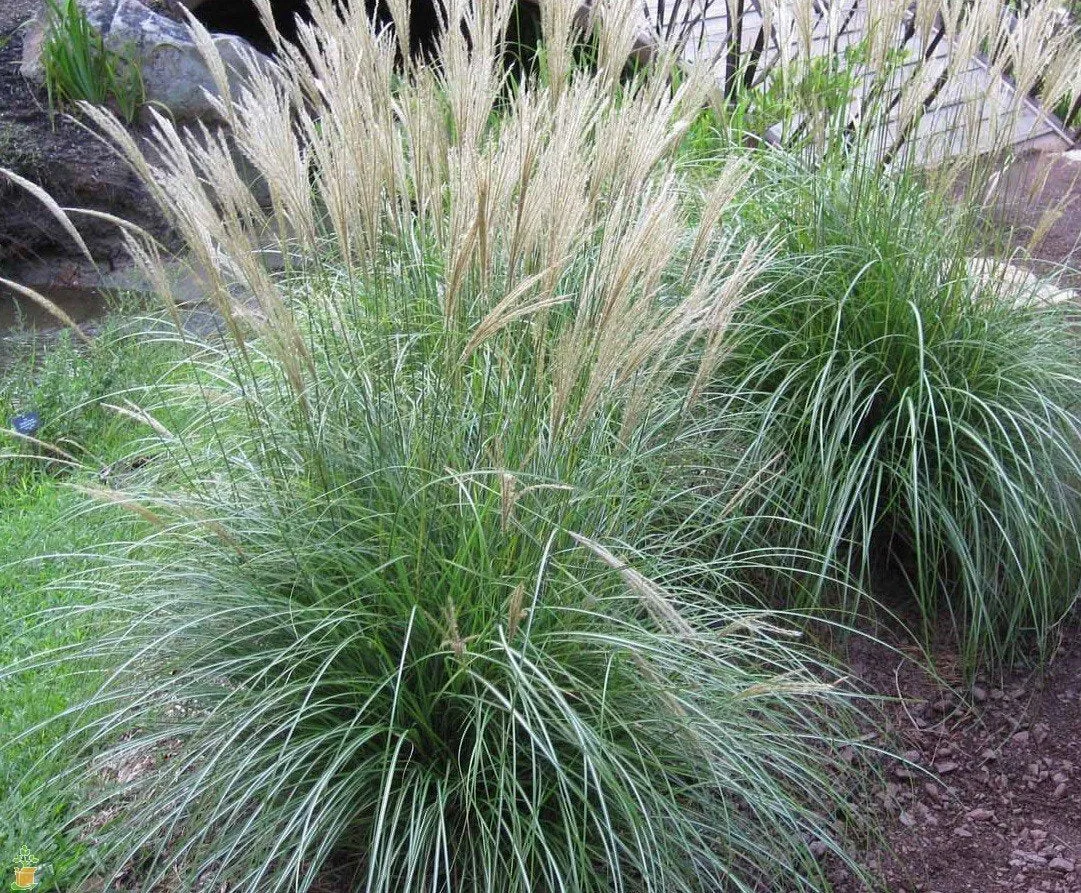 Adagio Miscanthus Maiden Grass