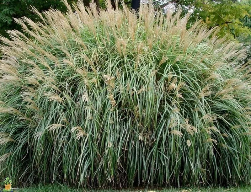 Adagio Miscanthus Maiden Grass