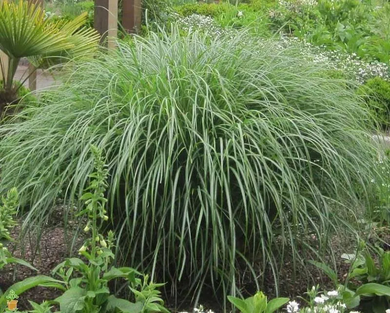 Adagio Miscanthus Maiden Grass