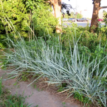 Blue Dune Lyme Grass