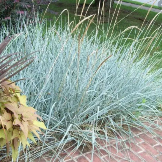 Blue Dune Lyme Grass