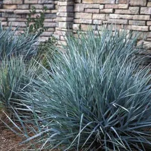 Blue Dune Lyme Grass