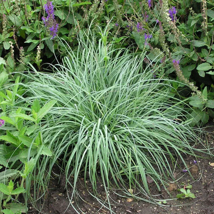 Carex 'Blue Zinger Sedge' Grass