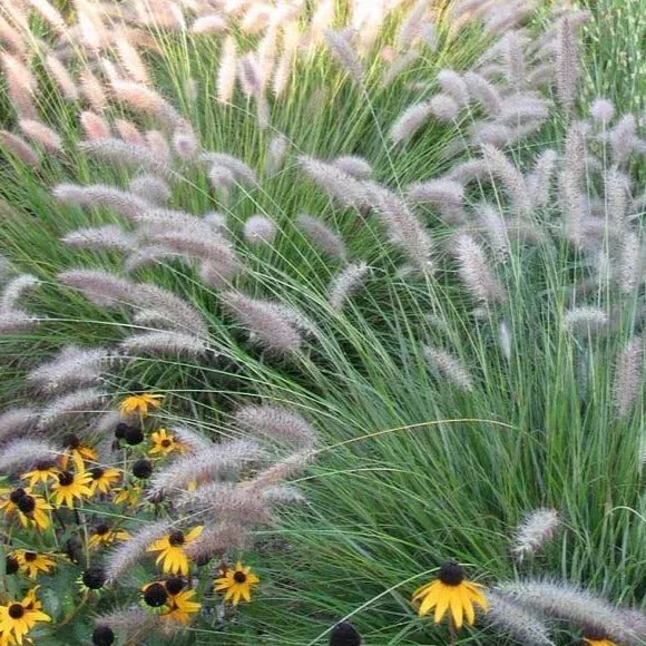 Cassian Fountain Grass