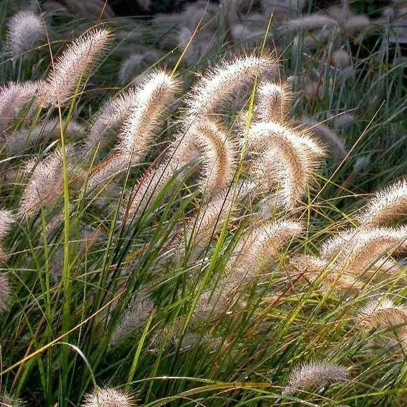 Cassian Fountain Grass