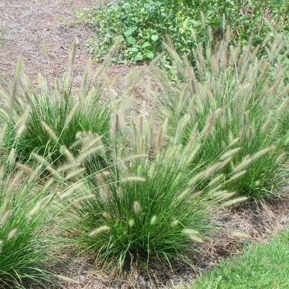 Cassian Fountain Grass