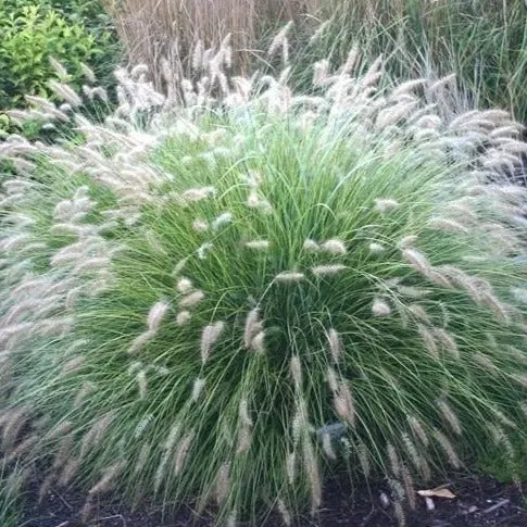 Cassian Fountain Grass