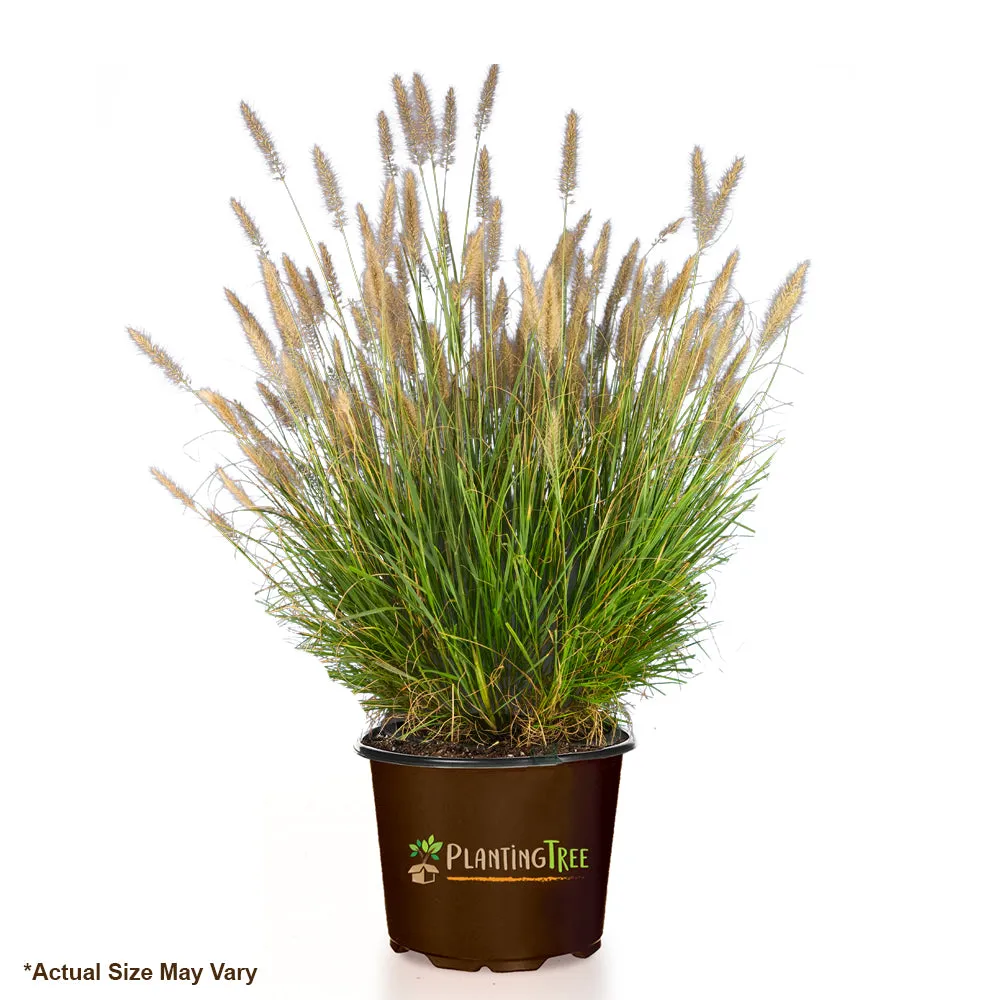 Cassian Fountain Grass