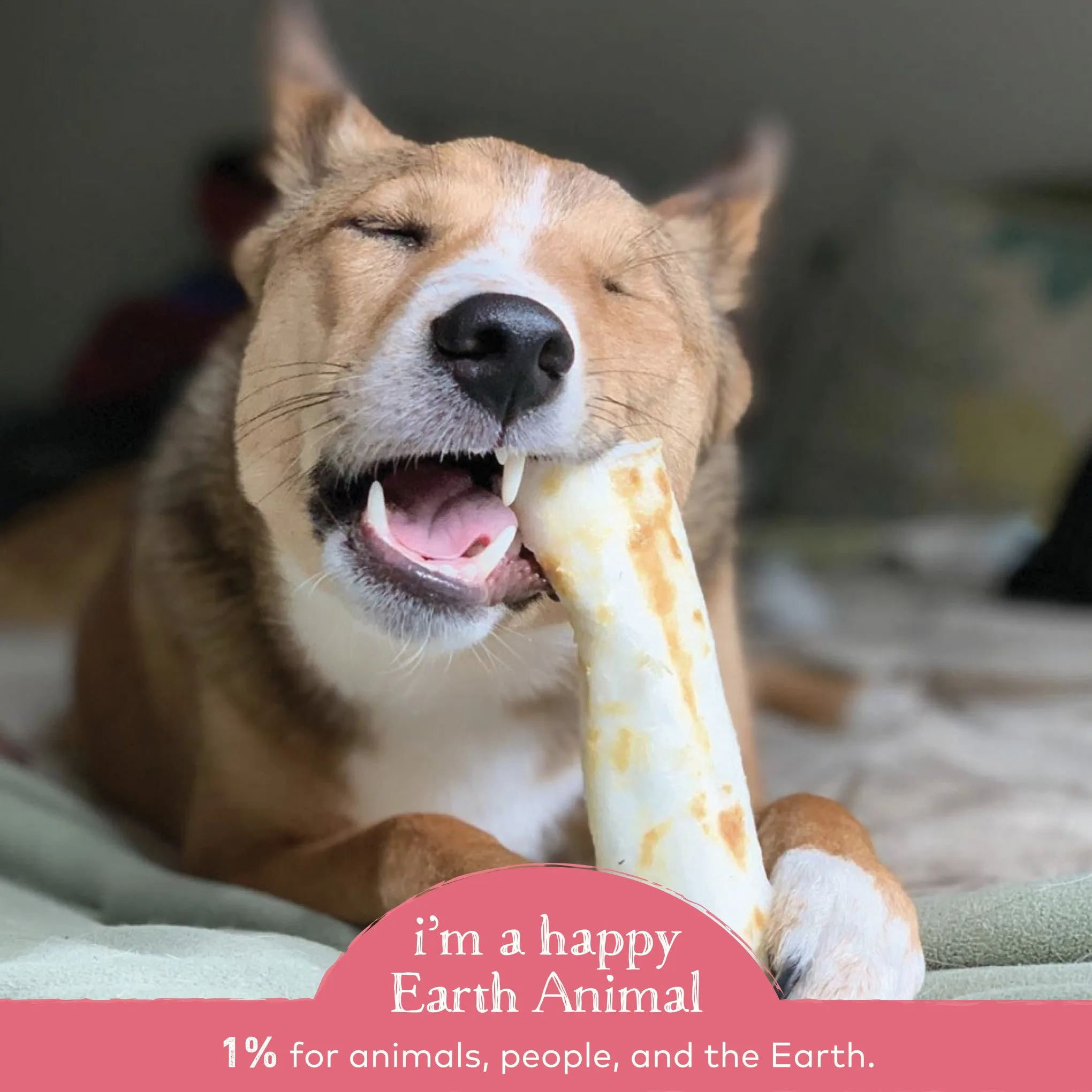 Earth Animal No Hide Salmon Chews for Dogs