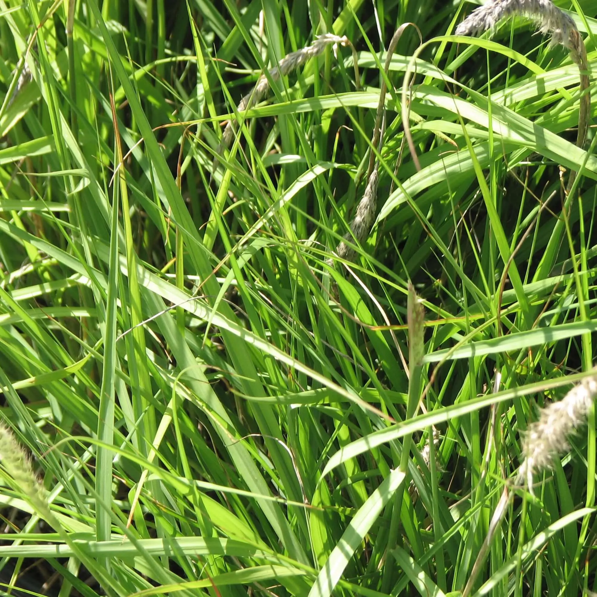 Fairy Tails Fountain Grass