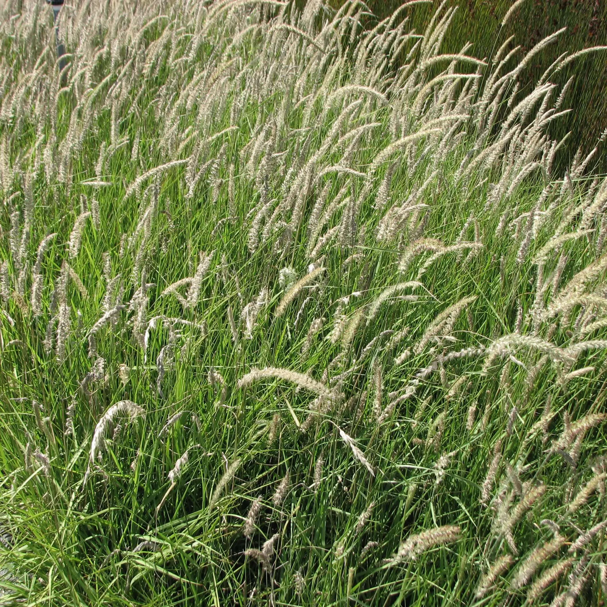 Fairy Tails Fountain Grass