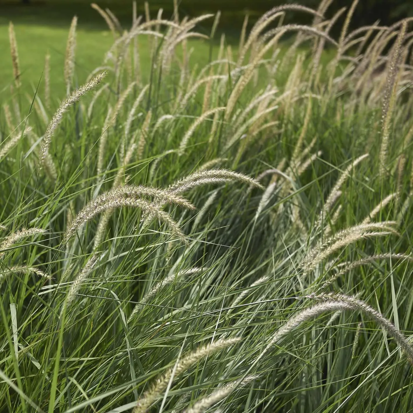 Fairy Tails Fountain Grass