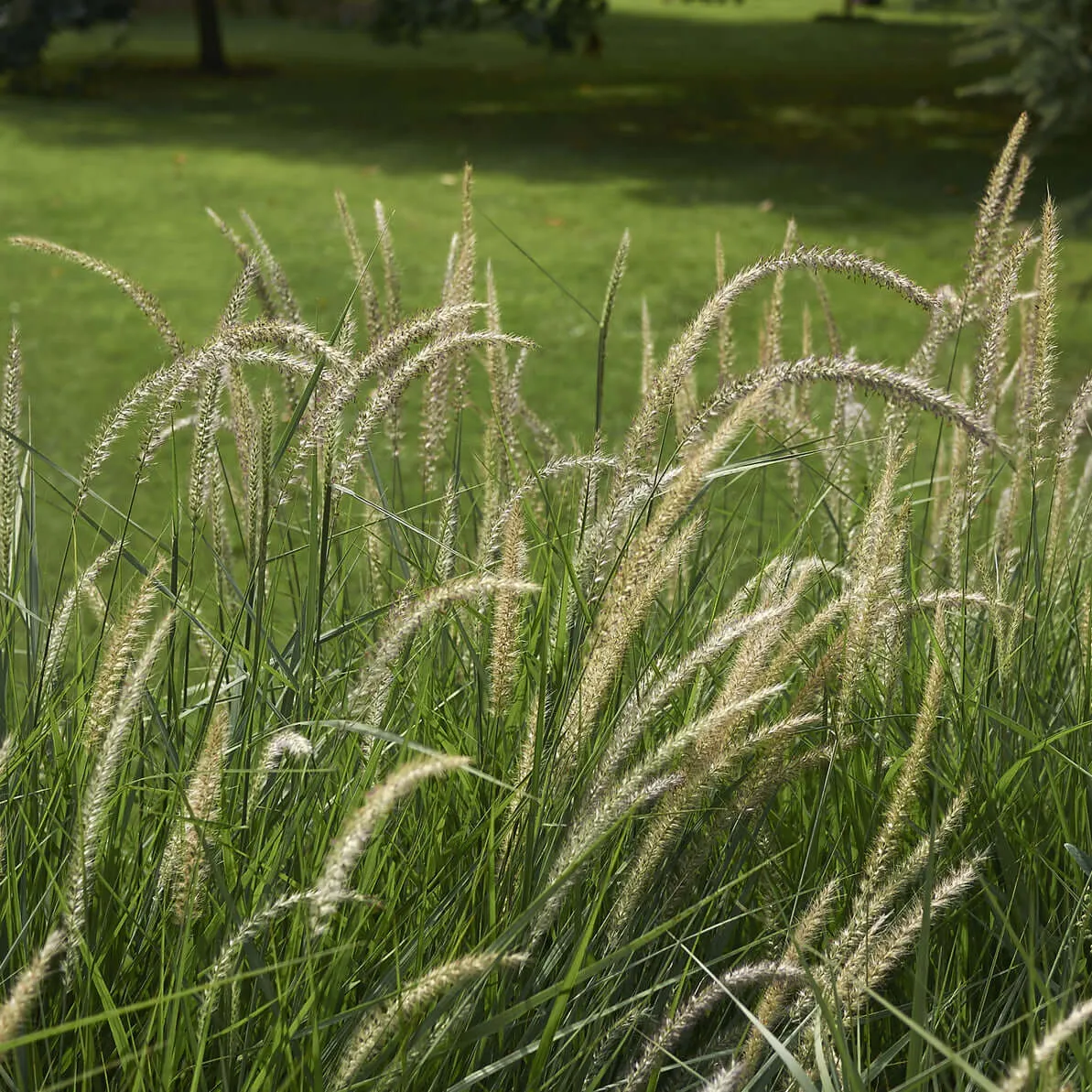 Fairy Tails Fountain Grass