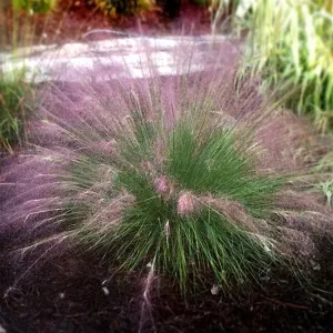 Fast Forward™ Muhly Grass