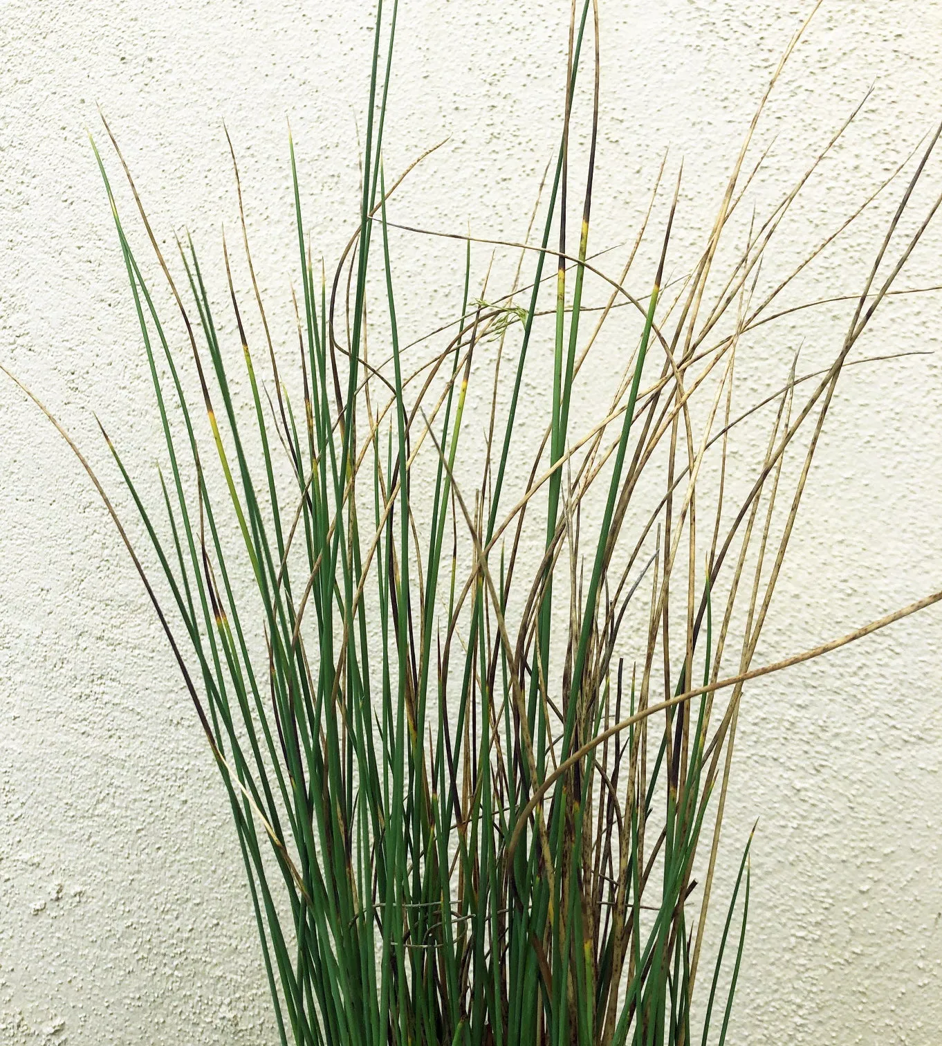 Juncus 'Occidental Blue'