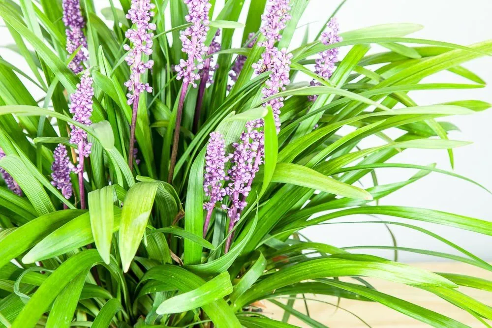 Liriope Royal Purple Shrub