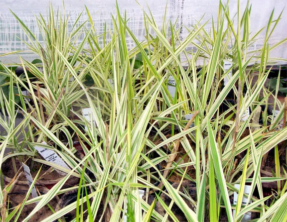 Manna Grass Variegated