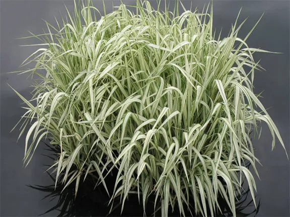 Manna Grass Variegated