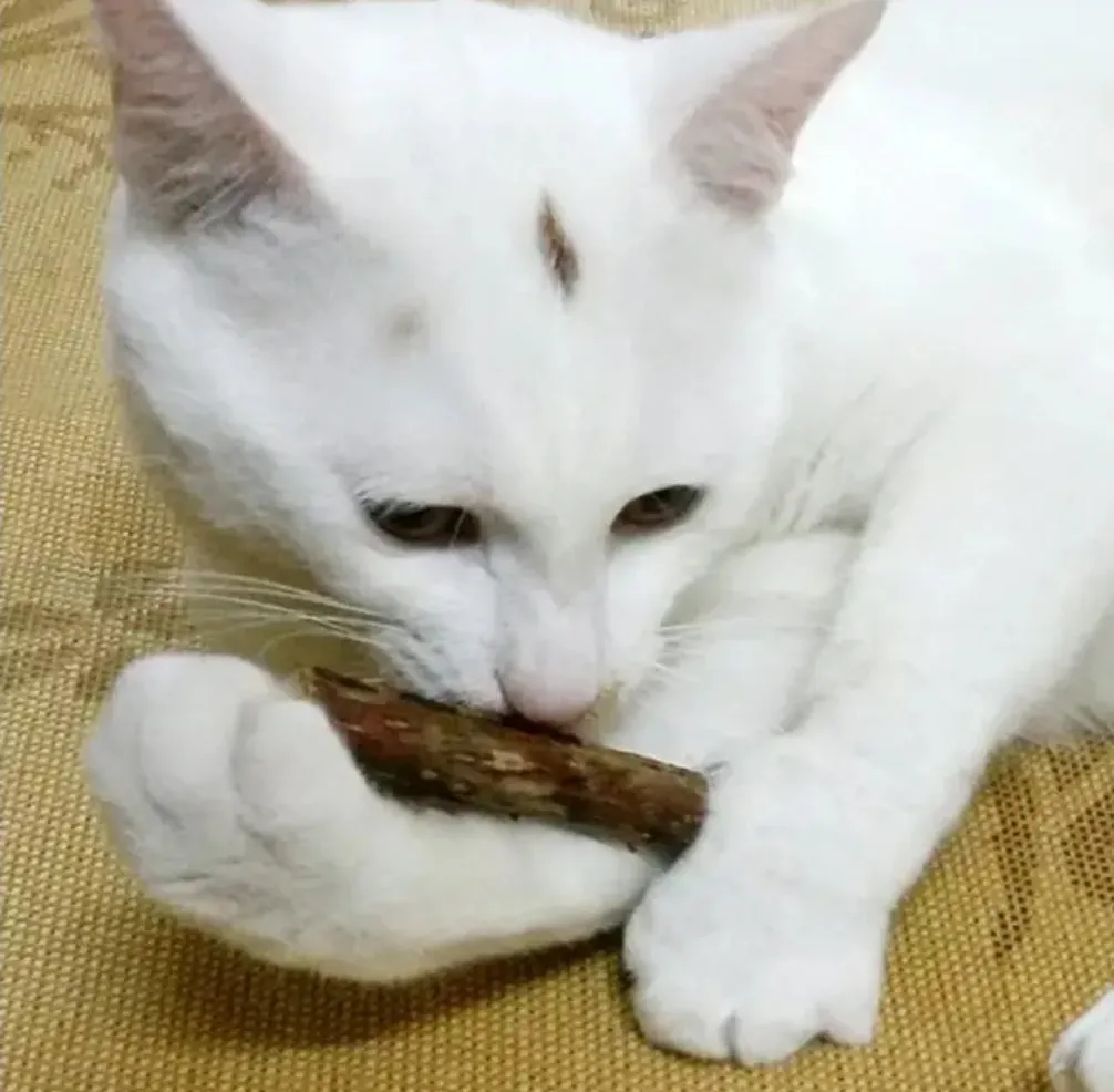 Matatabi Silvervine Dental Stick for Cats