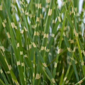 Miscanthus sinensis 'Little Zebra' Grass 9cm/2L