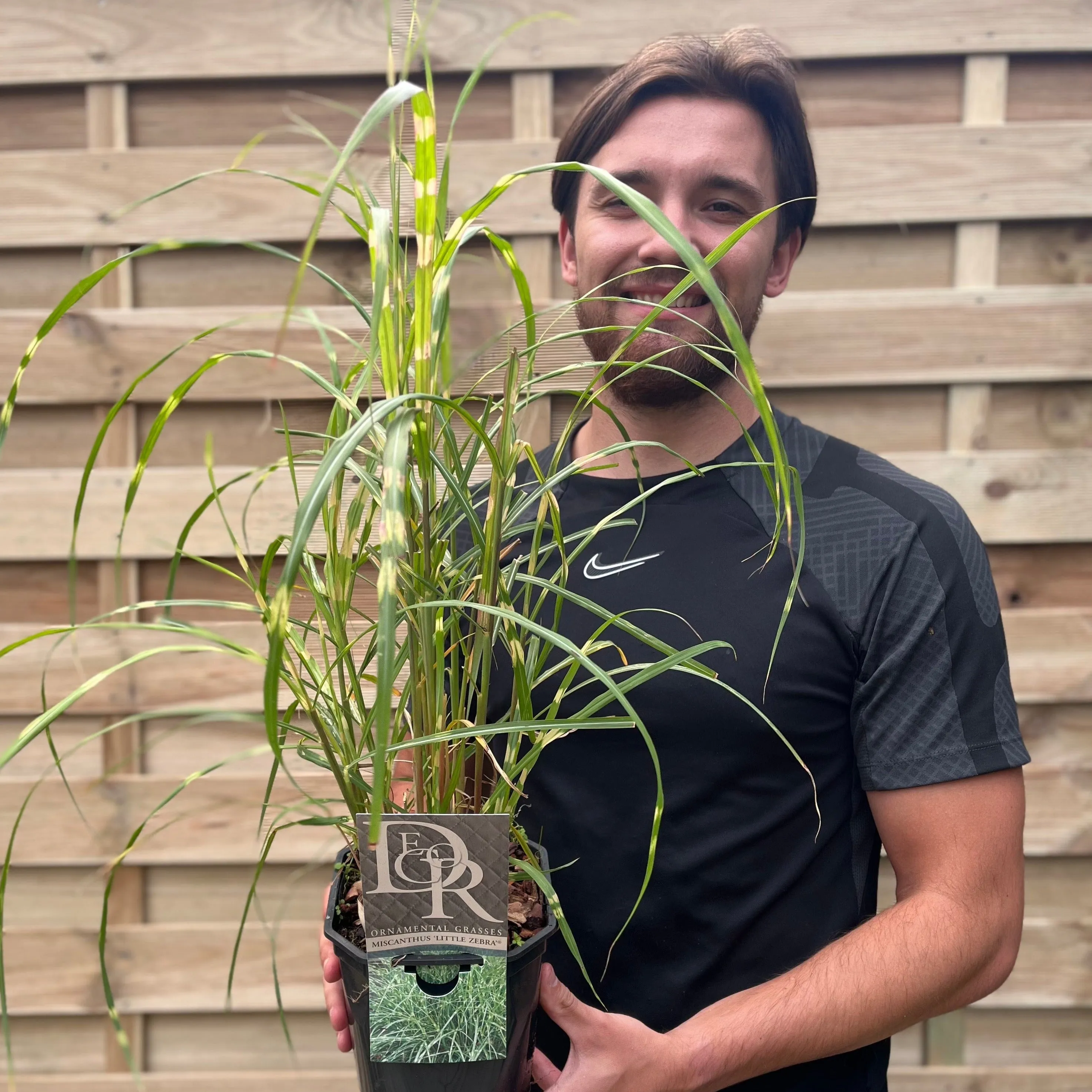 Miscanthus sinensis 'Little Zebra' Grass 9cm/2L