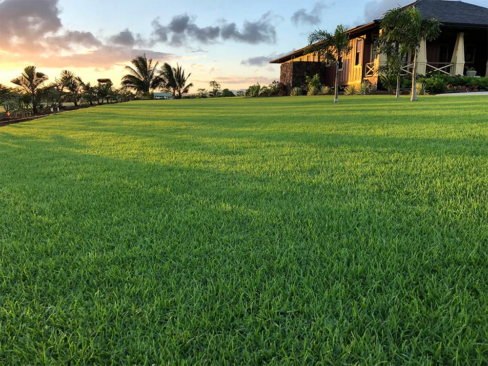 Natural Carpet Paspalum Grass “Paspalium vaginatum”(Price Per Mater Square (2 Rols)