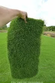 Natural Carpet Paspalum Grass “Paspalium vaginatum”(Price Per Mater Square (2 Rols)