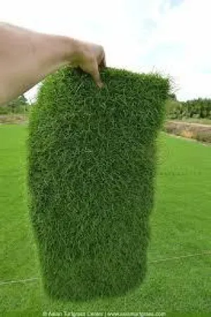 Natural Carpet Paspalum Grass “Paspalium vaginatum”(Price Per Mater Square (2 Rols)