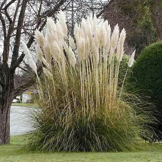 Pampas Grass