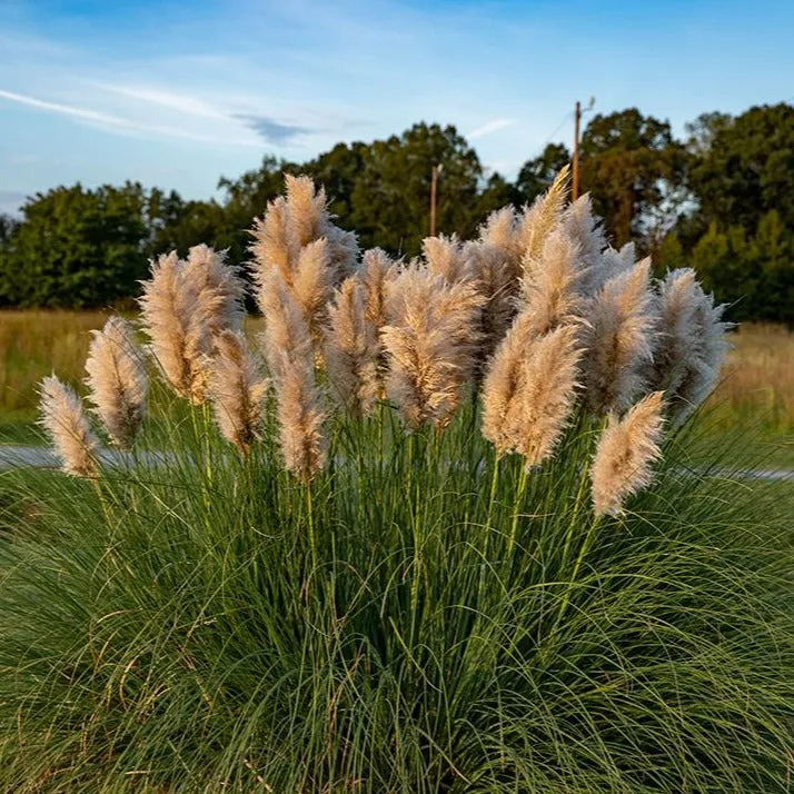 Pampas Grass