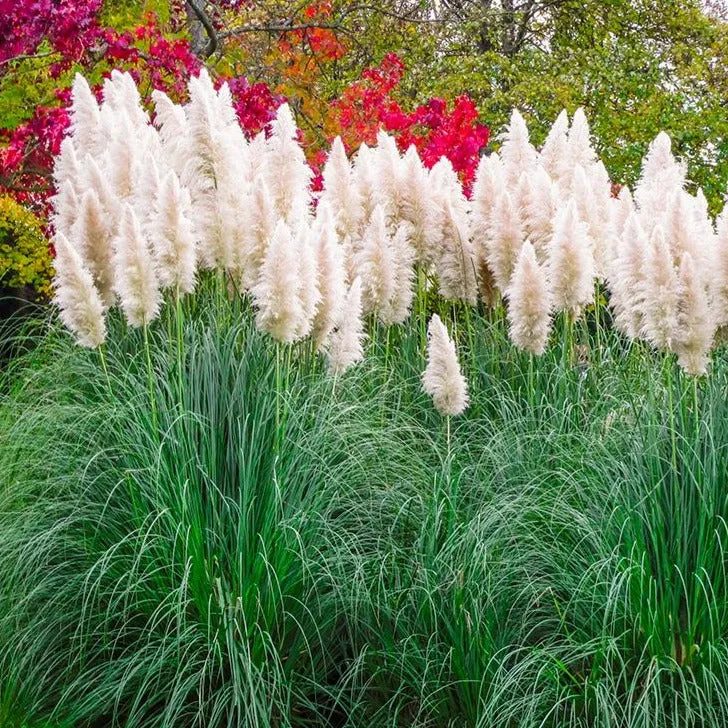 Pampas Grass