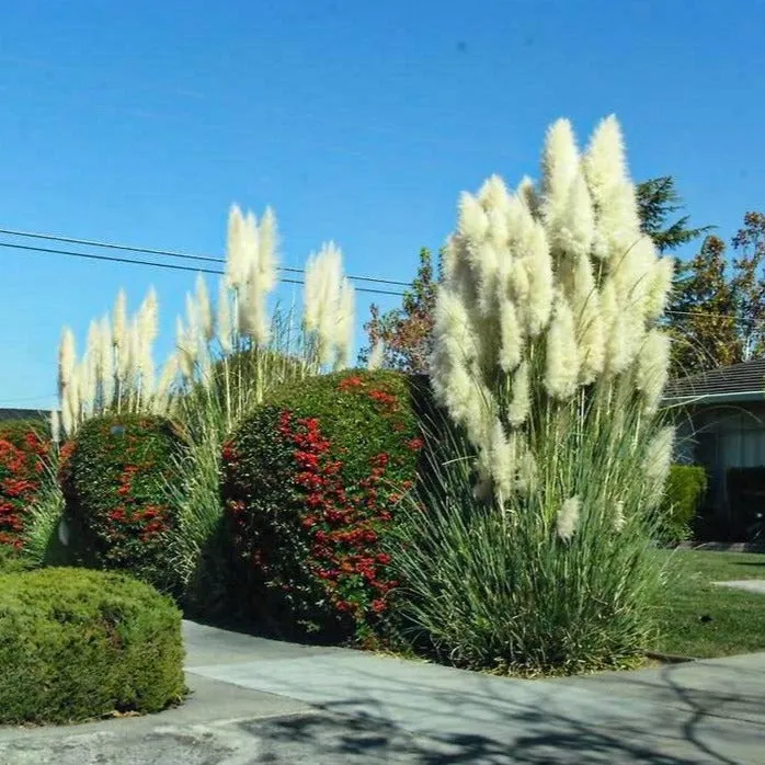 Pampas Grass