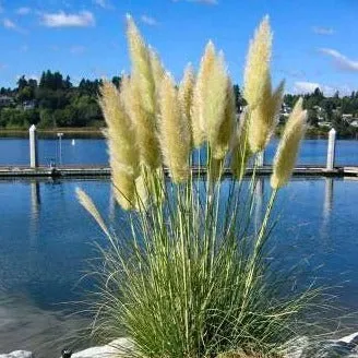 Pampas Grass