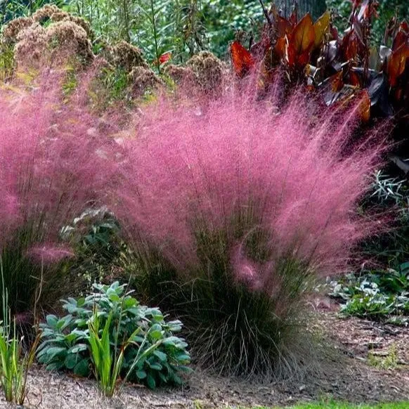 Pink Muhly Grass