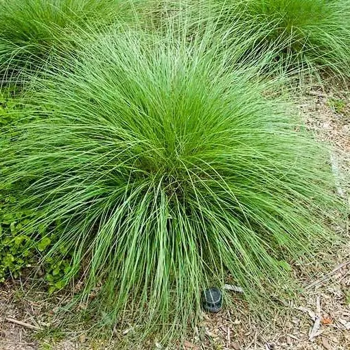 Pink Muhly Grass