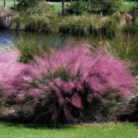 Pink Muhly Grass