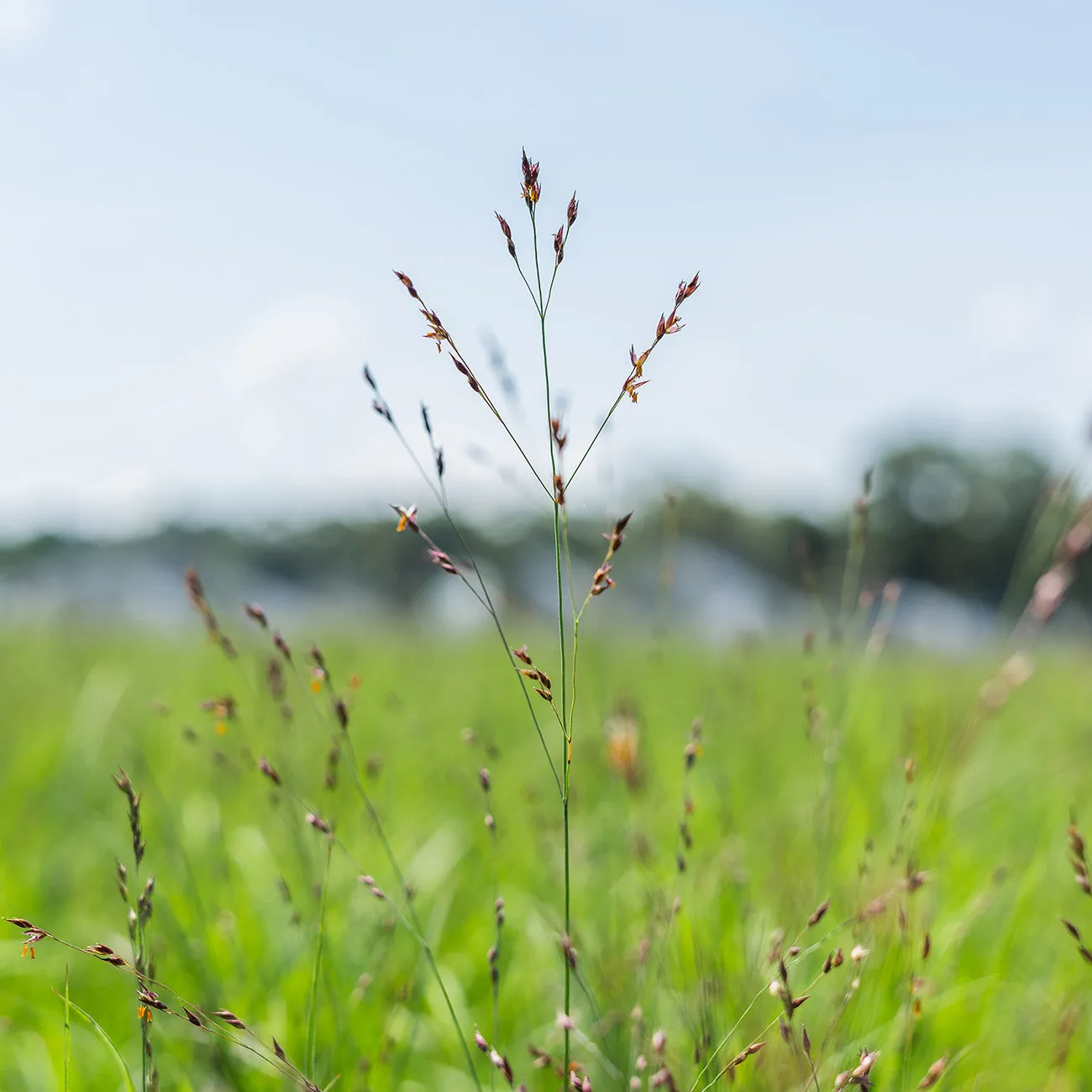 Shenandoah Switch Grass