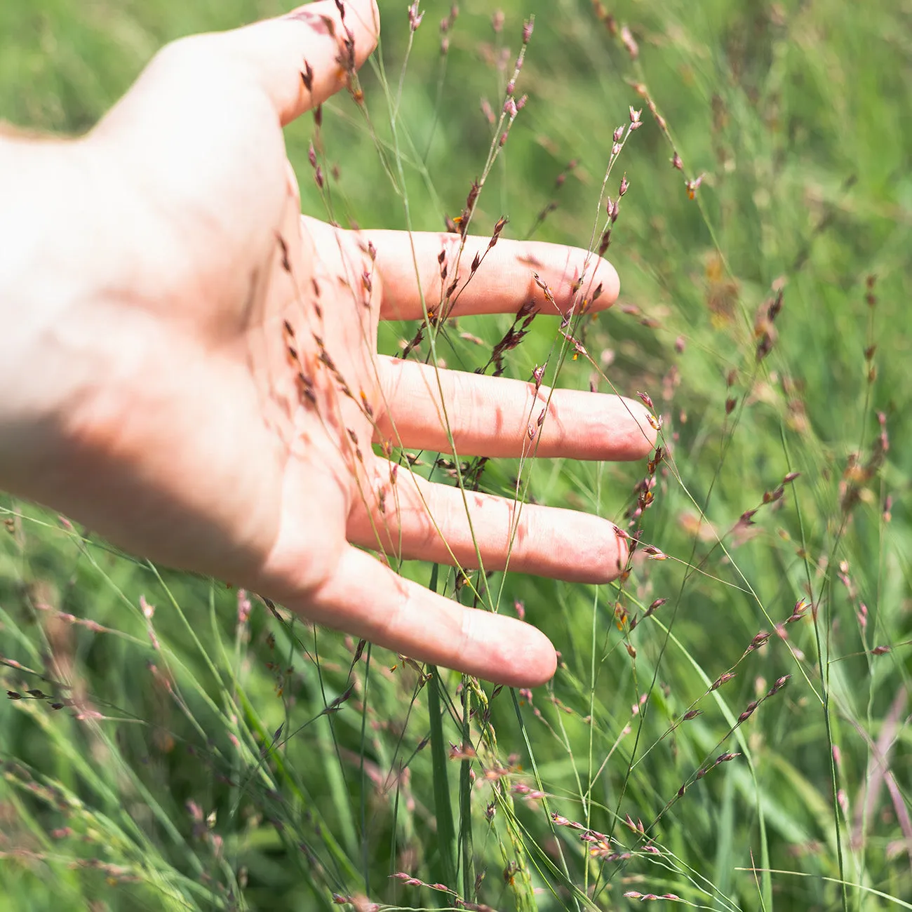 Shenandoah Switch Grass