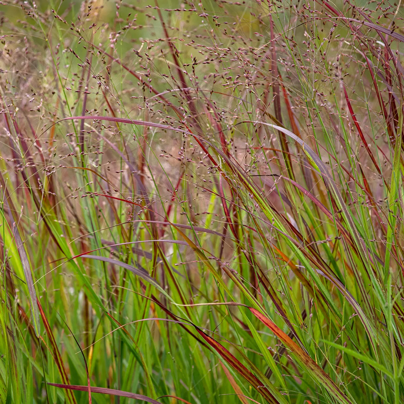 Shenandoah Switch Grass