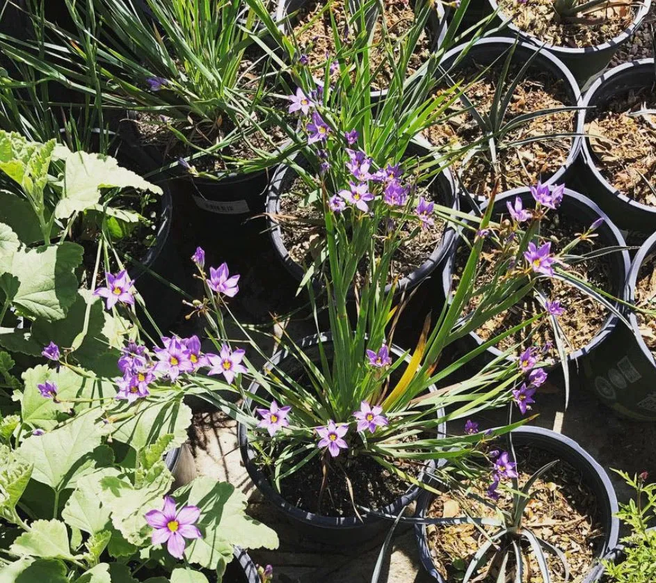 Sisyrinchium bellum 'Blue-eyed Grass'