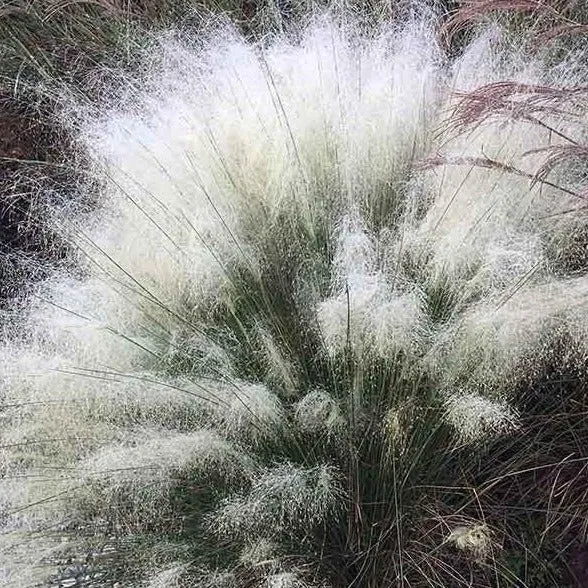 White Cloud Muhly Grass