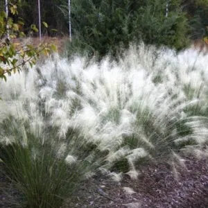 White Cloud Muhly Grass