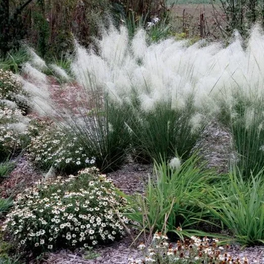 White Cloud Muhly Grass